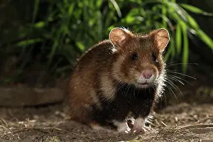 Adult Animal Prints: European Hamster (Cricetus cricetus)