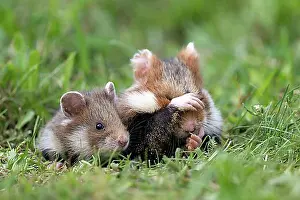 Young Animals Prints: European hamster (Cricetus cricetus) in a meadow