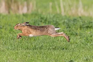 Pasture Prints: European Hare (Lepus europaeus) adult, running in grass field, Suffolk, England, May