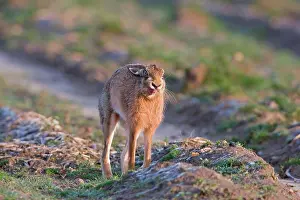 Stretches Prints: European Hare (Lepus europaeus) adult