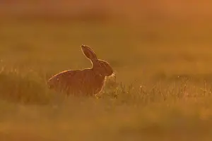 Sun Light Prints: European Hare (Lepus europaeus) adult