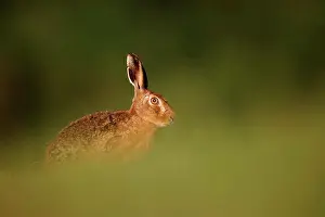 : European Hare (Lepus europaeus) adult, sitting on grass in field, Midlands, England, may