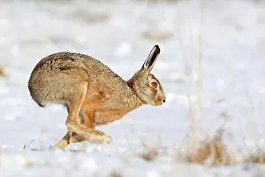 Afrasia Prints: European hare running in snow Great Britain