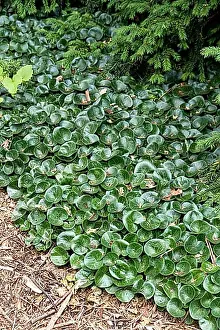 Toxic Prints: European hazelwort (Asarum europaeum), Merkel family, Germany