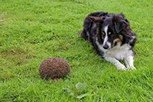 Canidae Prints: European Hedgehog (Erinaceus europaeus) adult