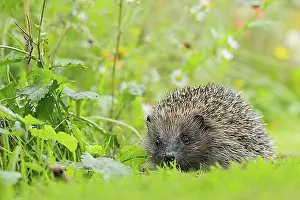 Gardens Prints: European hedgehog (Erinaceus europaeus) adult walking across a garden lawn