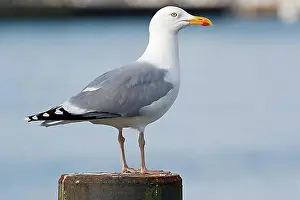 Seagull Prints: European herring gull (Larus argentatus)