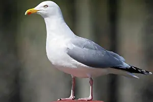 Northern Germany Prints: European herring gull (Larus argentatus) Altvogel, Schleswig-Holstein, Germany, Europe