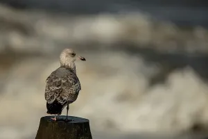 Gull Prints: European Herring Gull (Larus argentatus) juvenile winter plumage on wooden post