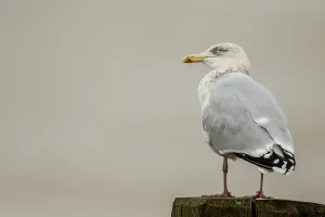 Gull Prints: European Herring Gull (Larus argentatus) winter plumage on wooden sea defence post