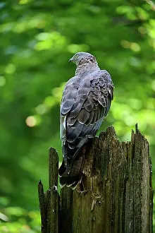 Birds Of Prey Prints: European honey buzzard (Pernis apivorus)