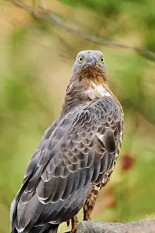Birds Of Prey Prints: European honey buzzard (Pernis apivorus), Bavarian Forest, Bavaria, Germany, Europe