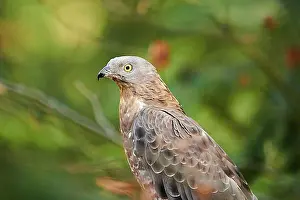 : European honey buzzard (Pernis apivorus), Bavarian Forest, Bavaria, Germany, Europe