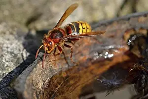 Close View Prints: European Hornet while drinking. Hornet while drinking