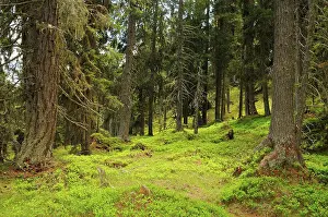 Alps Prints: European Larch (Larix decidua) and Norway Spruce (Picea abies) forest habitat