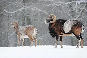 Adult Male Prints: European mouflon (Ovis orientalis musimon) female and ram in winter