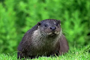 Carnivores Prints: European Otter (Lutra lutra) adult, resting on bank, Surrey, England, July (captive)