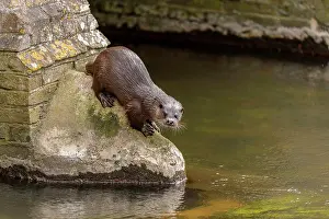 Carnivorous Prints: European Otter (Lutra lutra) adult male
