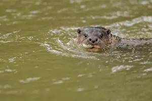 Dawn Prints: European otter (Lutra lutra) in river, Norfolk, England