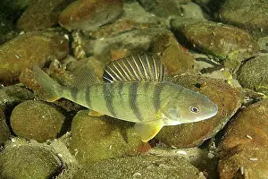 Body Of Water Prints: European perch (Perca fluviatilis)
