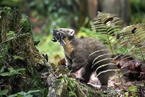 Feed Prints: European pine marten (Martes martes) with caught songbird prey in mouth in forest