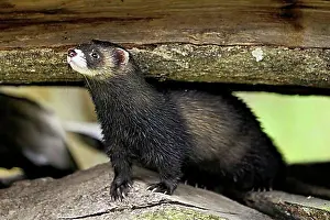 Breed Prints: European polecat (Mustela putorius) also called ferret