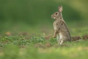 Rabbit Prints: European Rabbit, Adult. Isolated background alert position
