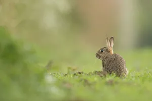 Rabbit Prints: European Rabbit, Adult. Isolated background Norfolk UK