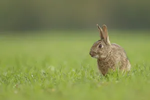 Rabbit Prints: European Rabbit, Adult. Isolated background Norfolk UK