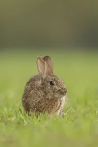 Rabbit Prints: European Rabbit, Adult. Isolated background Norfolk UK