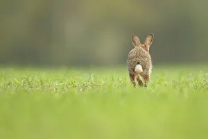 Rabbit Prints: European Rabbit, Adult. Isolated background running rear view