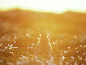 Chordate Prints: European Rabbit (Oryctolagus cuniculus) among flowers, Skomer, Pembrokeshire, England