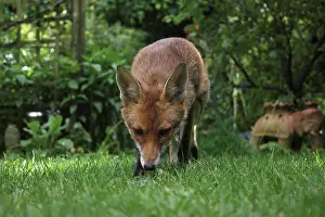 Carnivores Prints: European Red Fox (Vulpes vulpes) adult