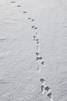 Body Of Water Prints: European river otter (Lutra lutra) close up of footprints and trail of tail drag in the snow in winter