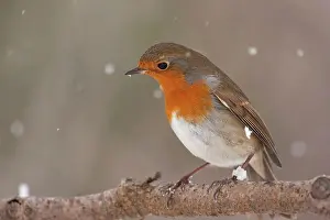 Snowing Prints: European Robin (Erithacus rubecula) adult