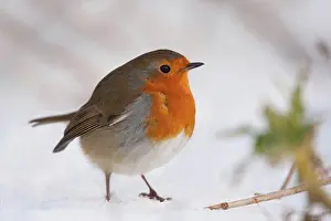 Snowfall Prints: European Robin (Erithacus rubecula) adult
