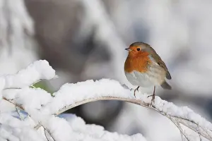 Temperate Prints: European Robin (Erithacus rubecula) adult, perched on snow covered stem, England, winter