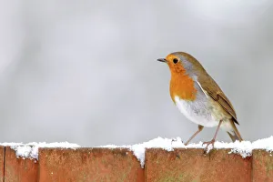 Animal Theme Prints: European Robin (Erithacus rubecula) on garden fence in the snow