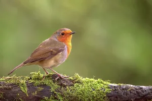 Animal Theme Prints: European Robin (Erithacus rubecula) perching on a moss covered branch