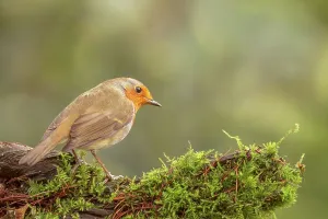 Animal Theme Prints: European Robin (Erithacus rubecula) perching on a moss covered branch
