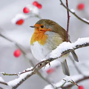 Snowing Prints: European Robin - In winter with snow (Erithacus rubecula)