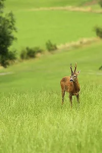 Bavaria Prints: European roe deer (Capreolus capreolus) buck in summer coat on meadow