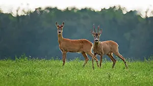 Natural Preserve Prints: European roe deer (Capreolus capreolus) pair