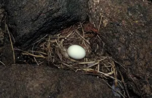 Seabirds Prints: European Storm Petrel (Hydrobates pelagicus) One egg in nest