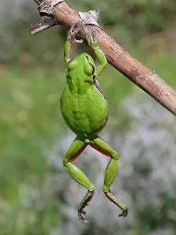 Asian Prints: European Tree Frog (Hyla arborea) Adult hanging on dry small branch, Cyprus, March
