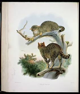 Stump Prints: The European Wild Cat (Felis Catus) 1883 Daniel Girard Elliot (19th C)