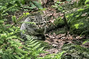 Juveniles Prints: European wildcat (Felis silvestris silvestris) kitten, hiding in undergrowth in forest