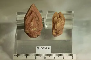 Mineral Prints: Euxenite-(Y). minerals. Africa; Madagascar; Antsirabe, Tritriva