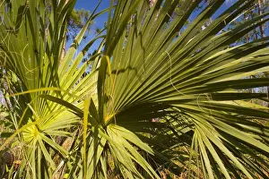 Parks Prints: EVERGLADES NATIONAL PARK, FLORIDA