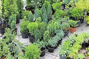 Ausstattung Prints: Evergreen plants Evergreen decorative plants and seedlings nursery garden Copyright: xZoonar